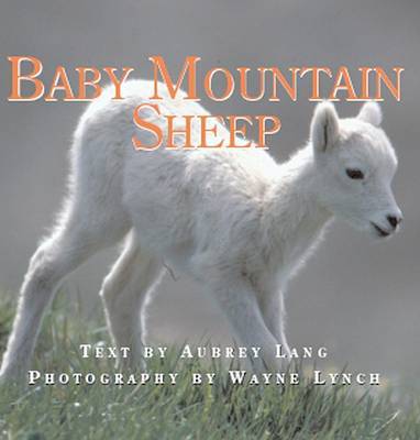 Baby Mountain Sheep on Hardback by Aubrey Lang