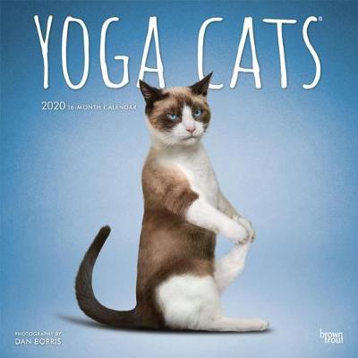 Yoga Cats 2020 Square Wall Calendar image