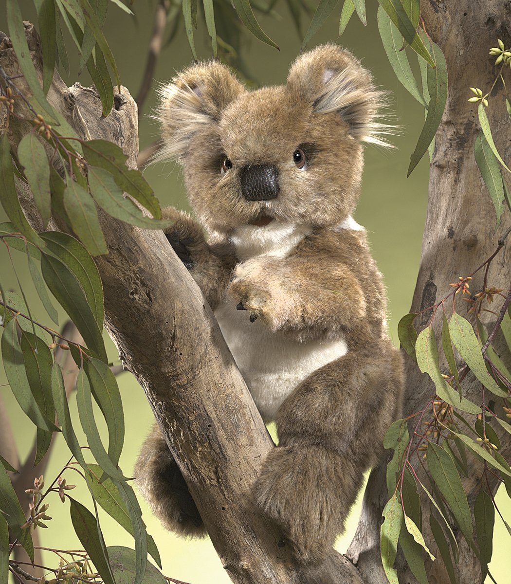 Folkmanis Hand Puppet - Koala Bear image