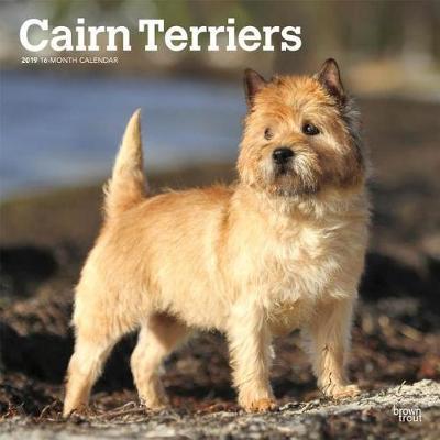 Cairn Terriers 2019 Square Wall Calendar by Inc Browntrout Publishers image