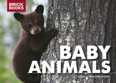 Baby Animals image