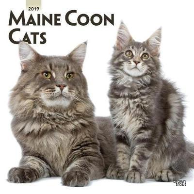 Maine Coon Cats 2019 Square Wall Calendar image