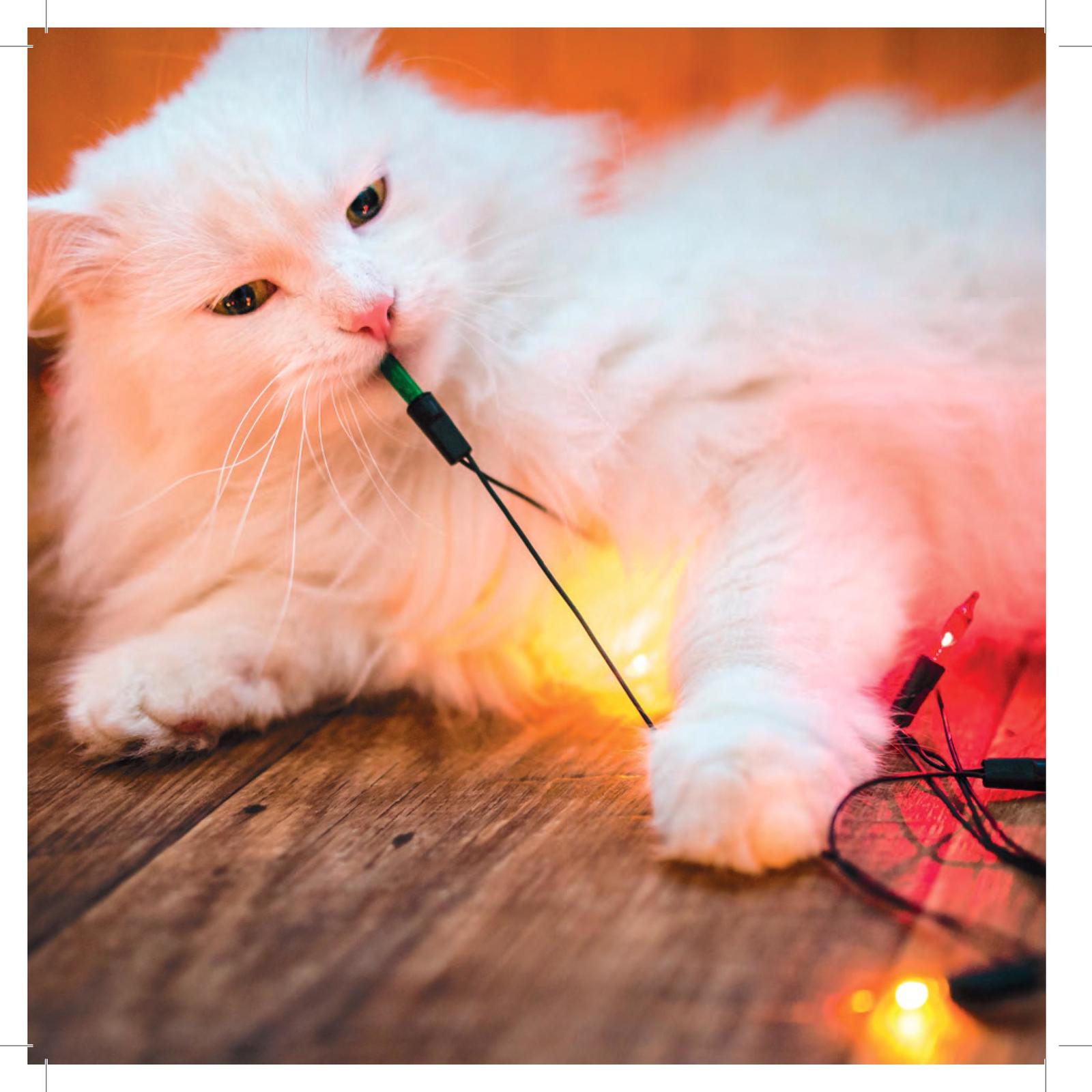 My Cat is a Dick by Malcolm Katz image