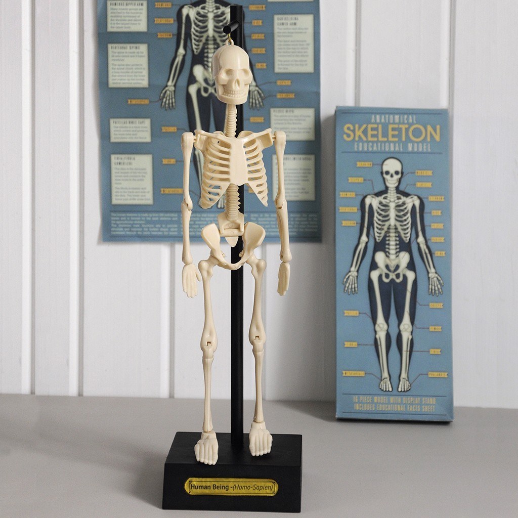 Anatomical Skeleton Model image