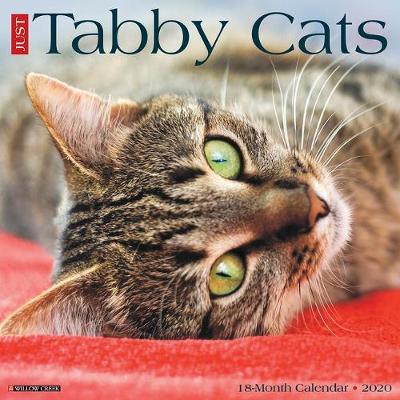 Just Tabby Cats 2020 Wall Calendar by Willow Creek Press image