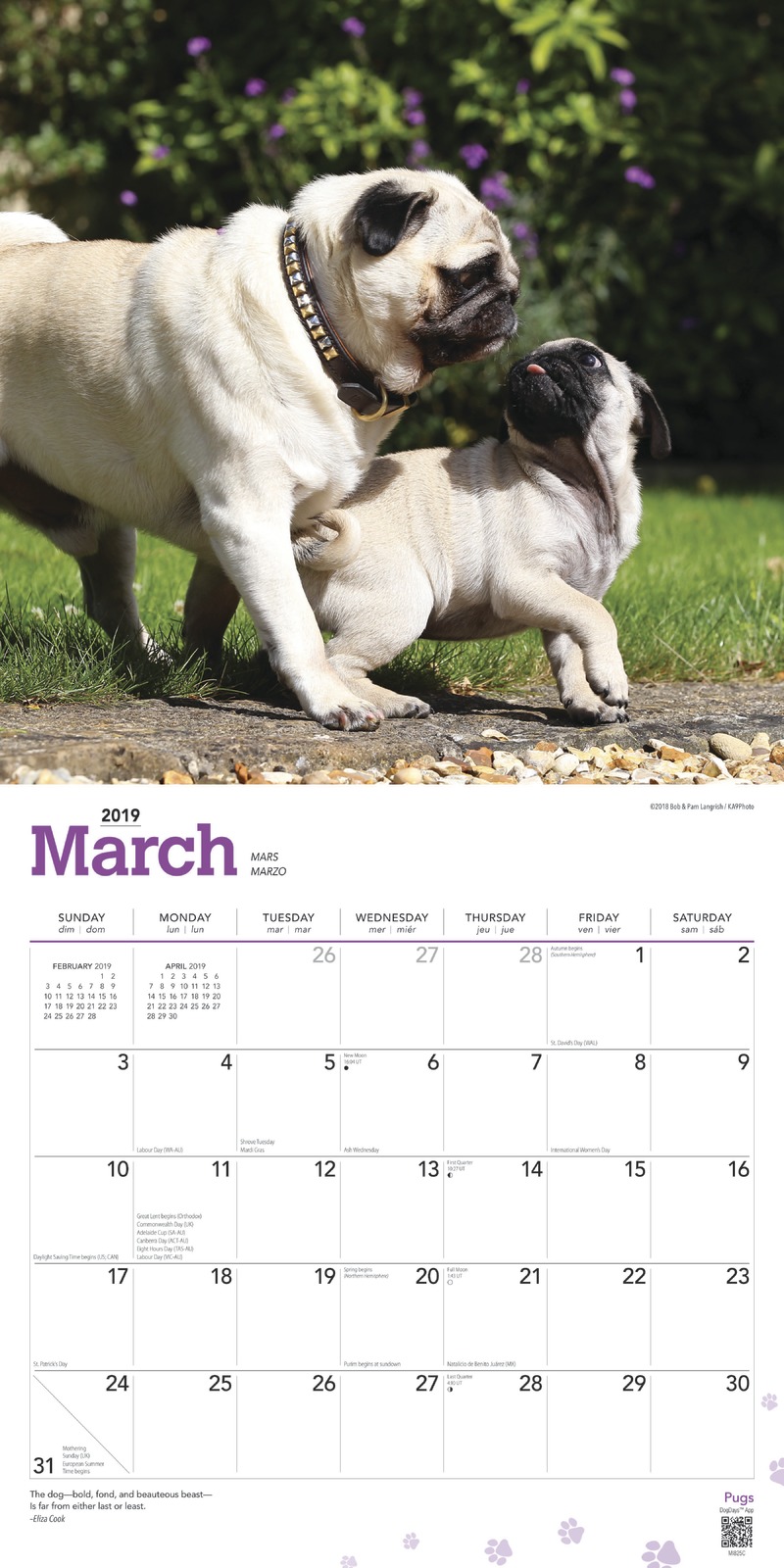 Pugs 2019 Square Wall Calendar by Inc Browntrout Publishers image