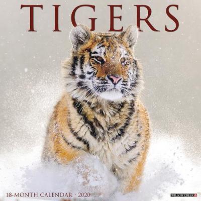 Tigers 2020 Wall Calendar by Willow Creek Press image