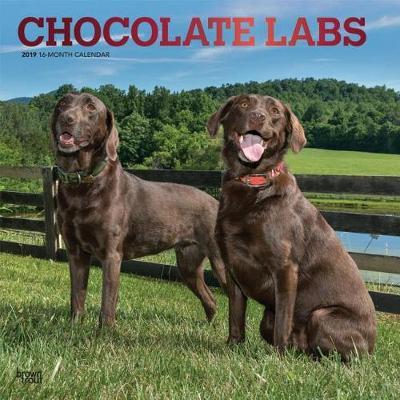 Labrador Retrievers, Chocolate 2019 Square Wall Calendar image