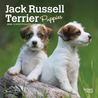 Jack Russell Terrier Puppies 2020 Mini Wall Calendar image