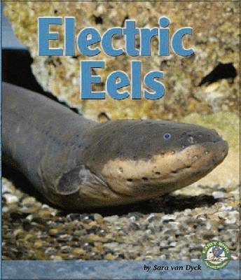 Electric Eels by Sara Van Dyck image