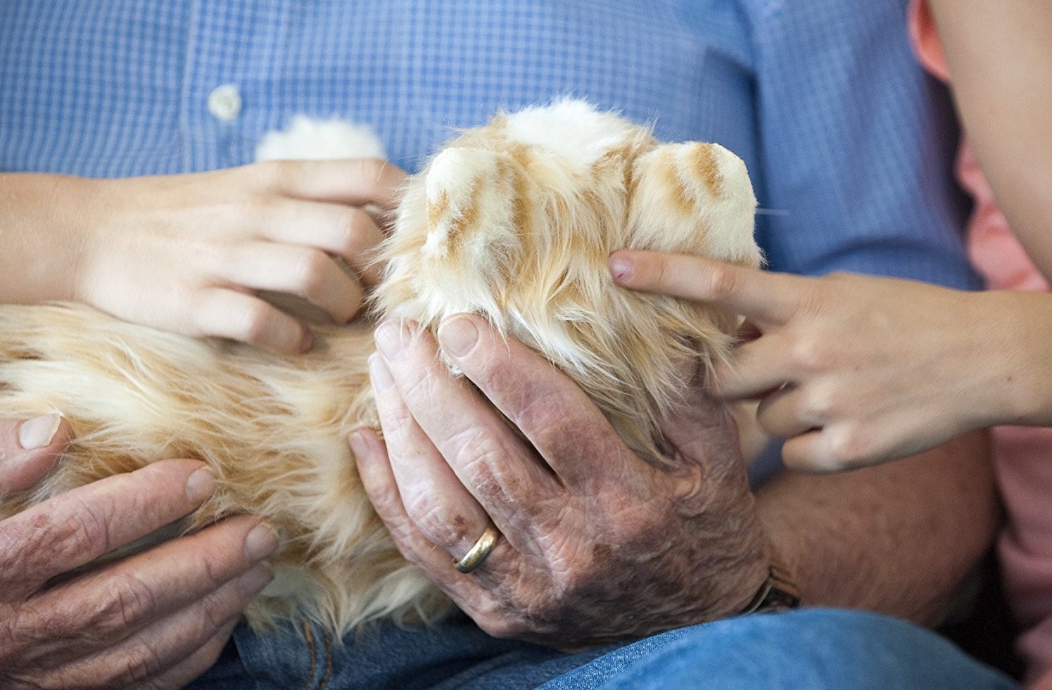 Joy For All: Companion Pets - Orange Tabby Cat image