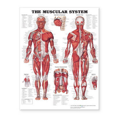 The Muscular System Giant Chart image