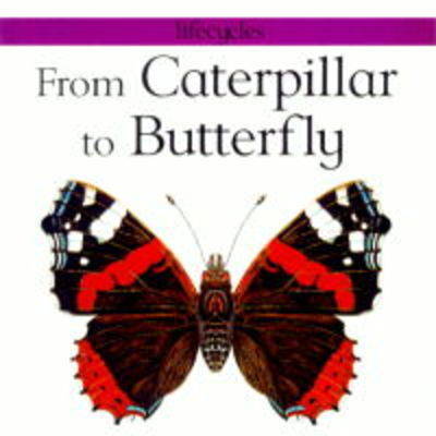 From Caterpillar to Butterfly image