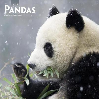 Pandas 2019 Square Wall Calendar by Inc Browntrout Publishers image