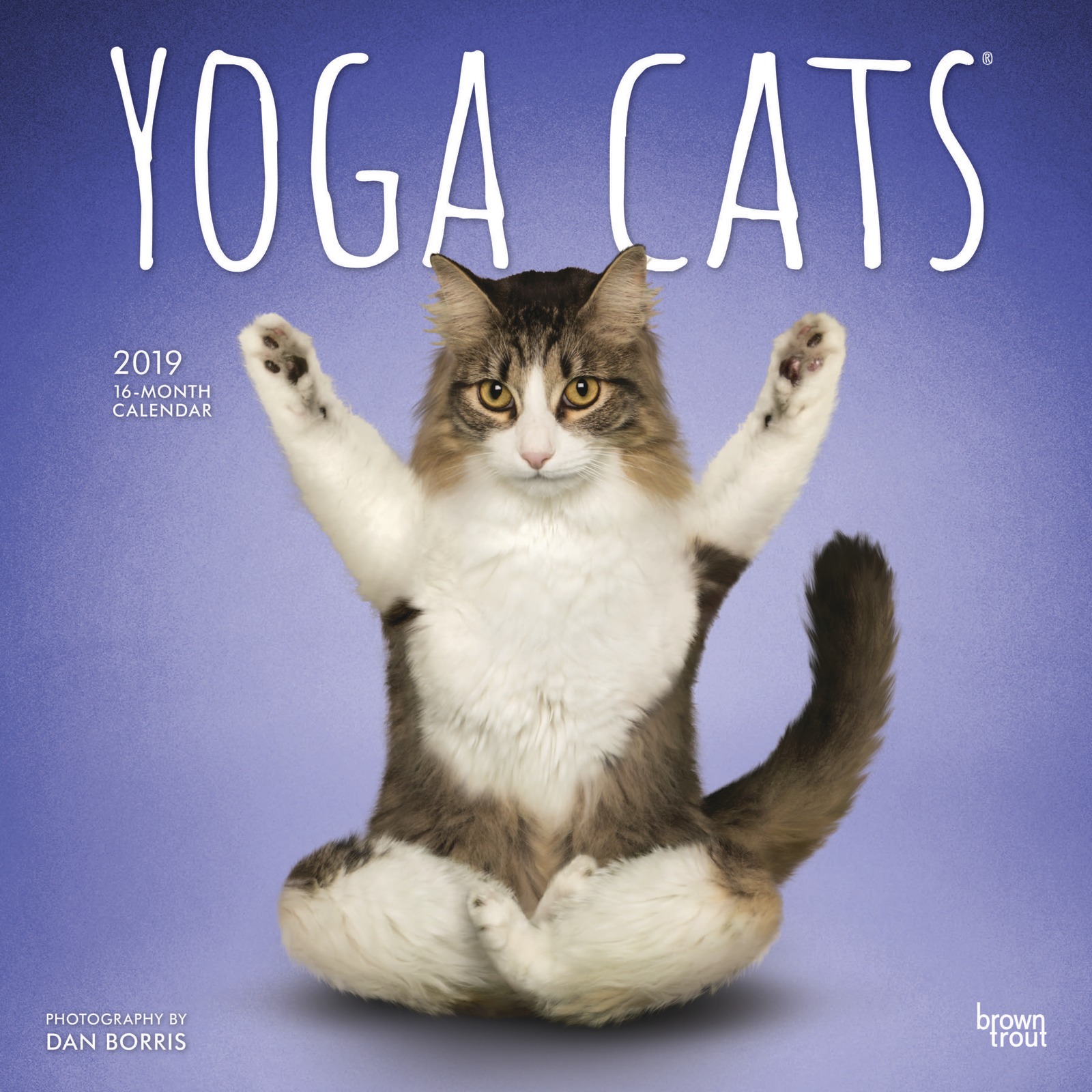 Yoga Cats 2019 Square Wall Calendar by Inc Browntrout Publishers image