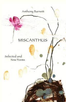 Miscanthus by Anthony Barnett image