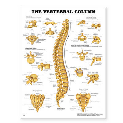 The Vertebral Column Anatomical Chart image