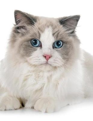 Ragdoll by Notebooks Journals Xlpress image