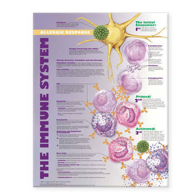 Immune System: Allergic Response Anatomical Chart image