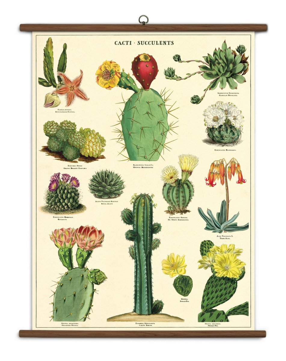 Succulent Vintage School Chart image