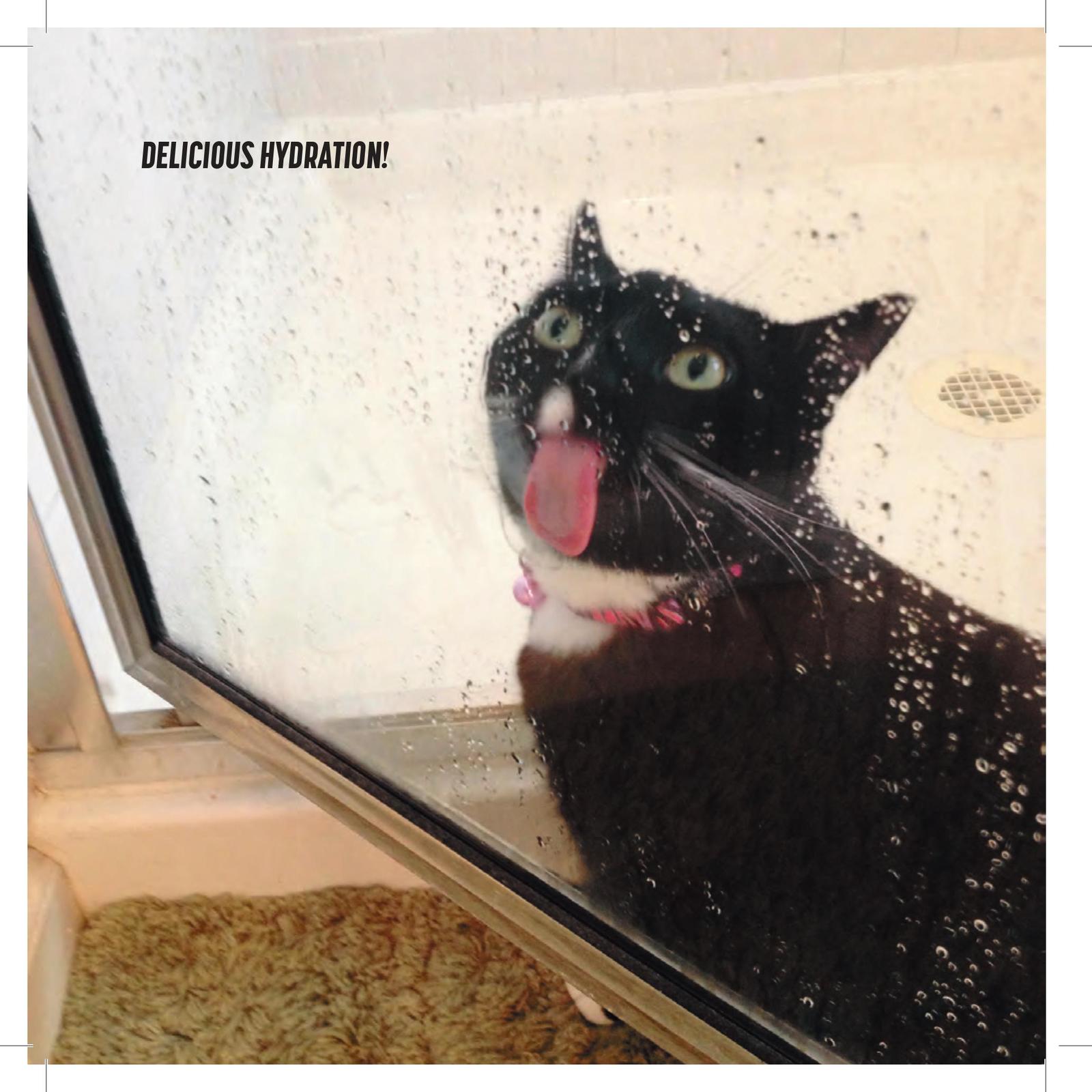 My Cat is a Dick by Malcolm Katz image