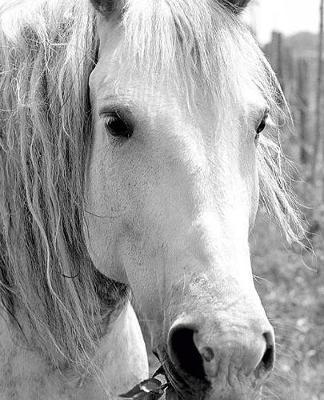 Horse Photo School Composition Book Equine Horse with Grass by Distinctive Journals