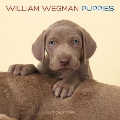 William Wegman Puppies 2020 Wall Calendar by William Wegman image