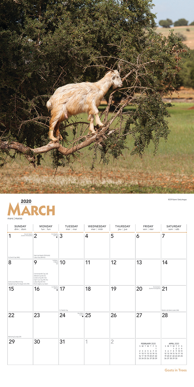 Goats in Trees 2020 Square Wall Calendar image