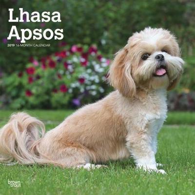 Lhasa Apsos 2019 Square Wall Calendar by Inc Browntrout Publishers image