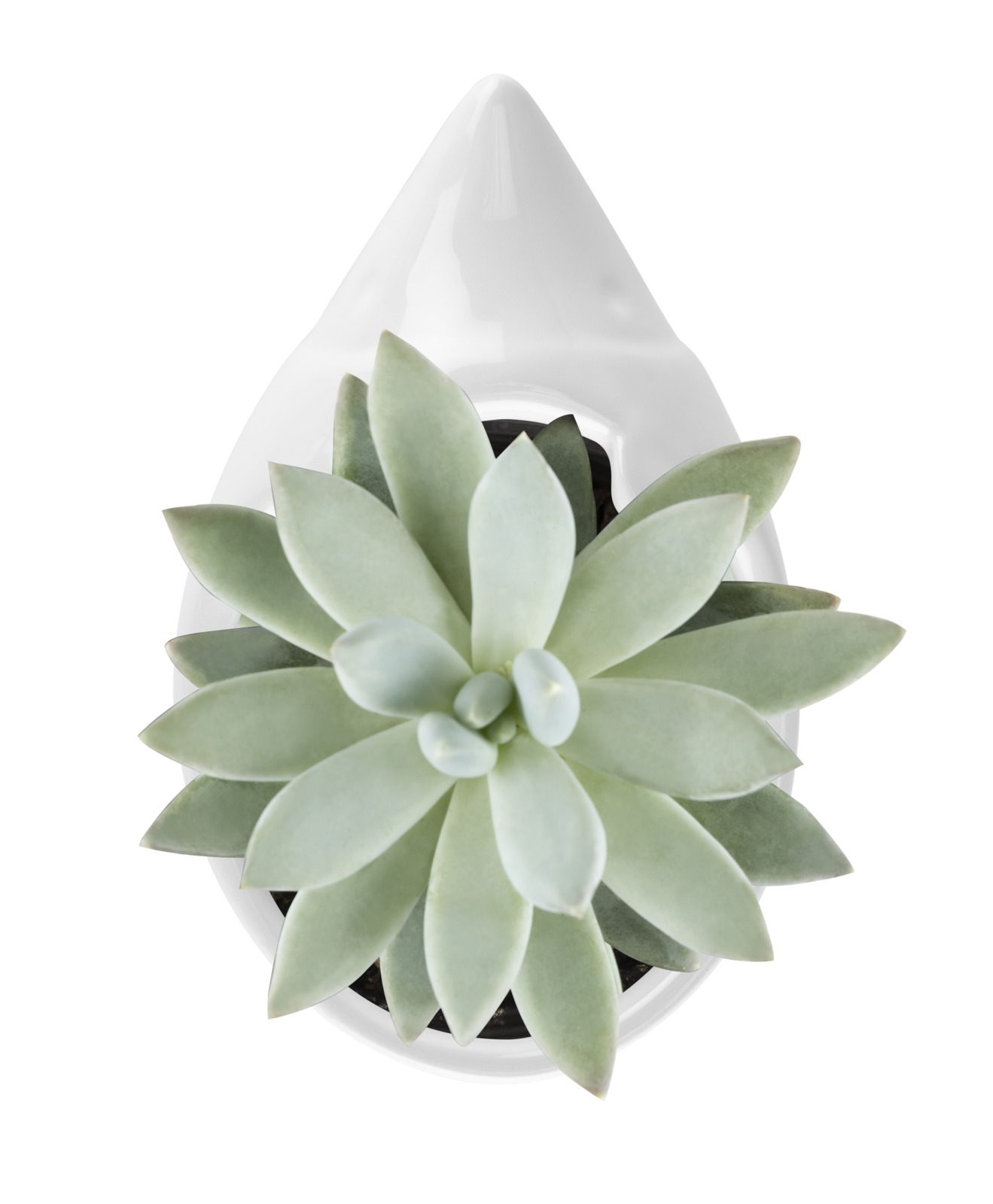 TrueZoo: Hedgehog Planter- White image