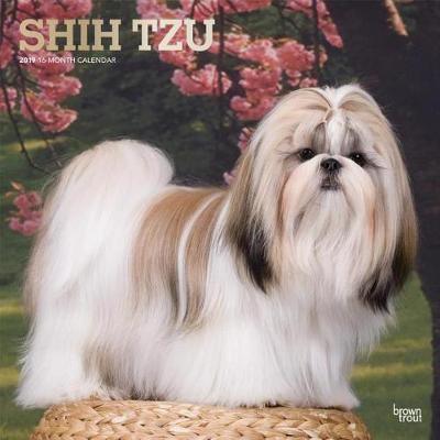 Shih Tzu 2019 Square Wall Calendar by Inc Browntrout Publishers image