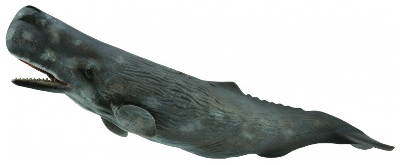 CollectA - Sperm Whale image