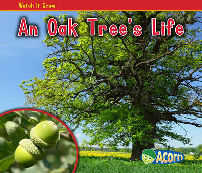 An Oak Tree's Life by Nancy Dickmann image