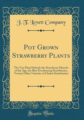 Pot Grown Strawberry Plants by J T Lovett Company image