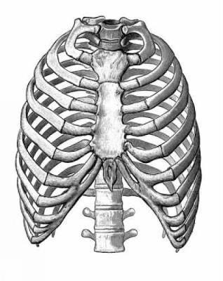 Medical and Anatomical Illustrations image