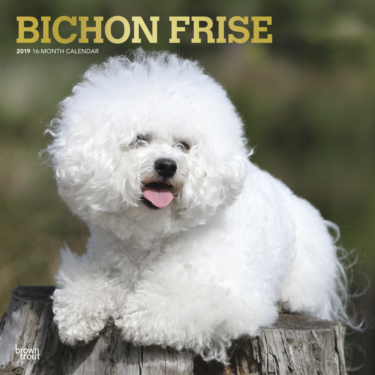 Bichon Frise 2019 Square Wall Calendar by Inc Browntrout Publishers image