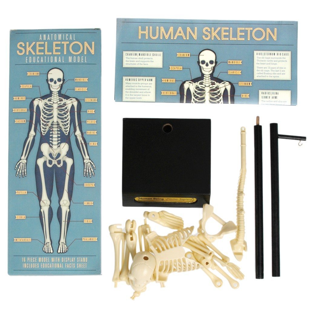 Anatomical Skeleton Model image