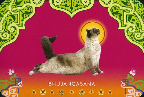 Cat Yoga Postcards (32 Postcards) by Rick Tillotson image