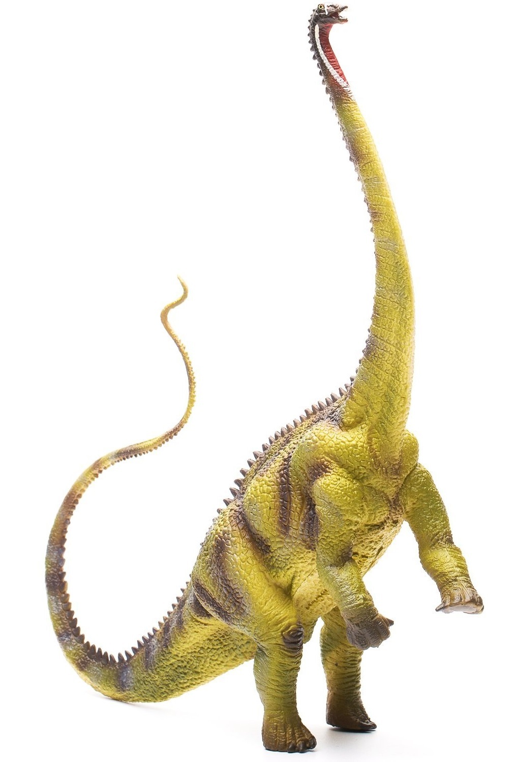 diplodocus collecta