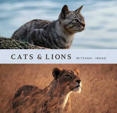 Cats and Lions by Mitsuaki Iwago image
