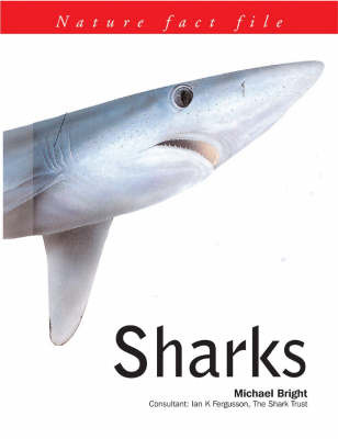 Sharks by Michael Bright image