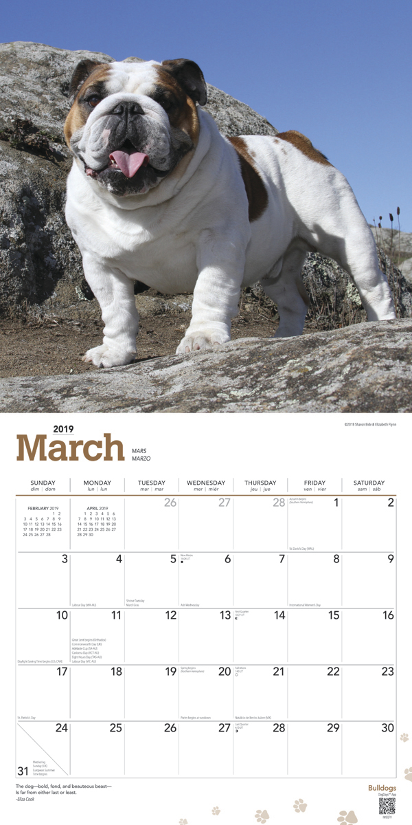 Bulldogs 2019 Square Wall Calendar by Inc Browntrout Publishers image