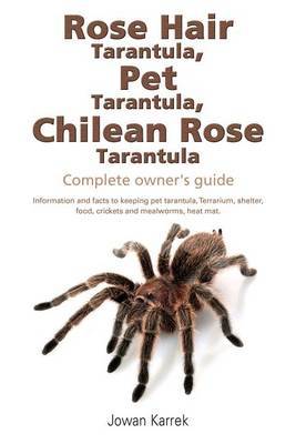 Rose Hair Tarantula Pet Tarantula Chilean Rose Tarantula Jowan