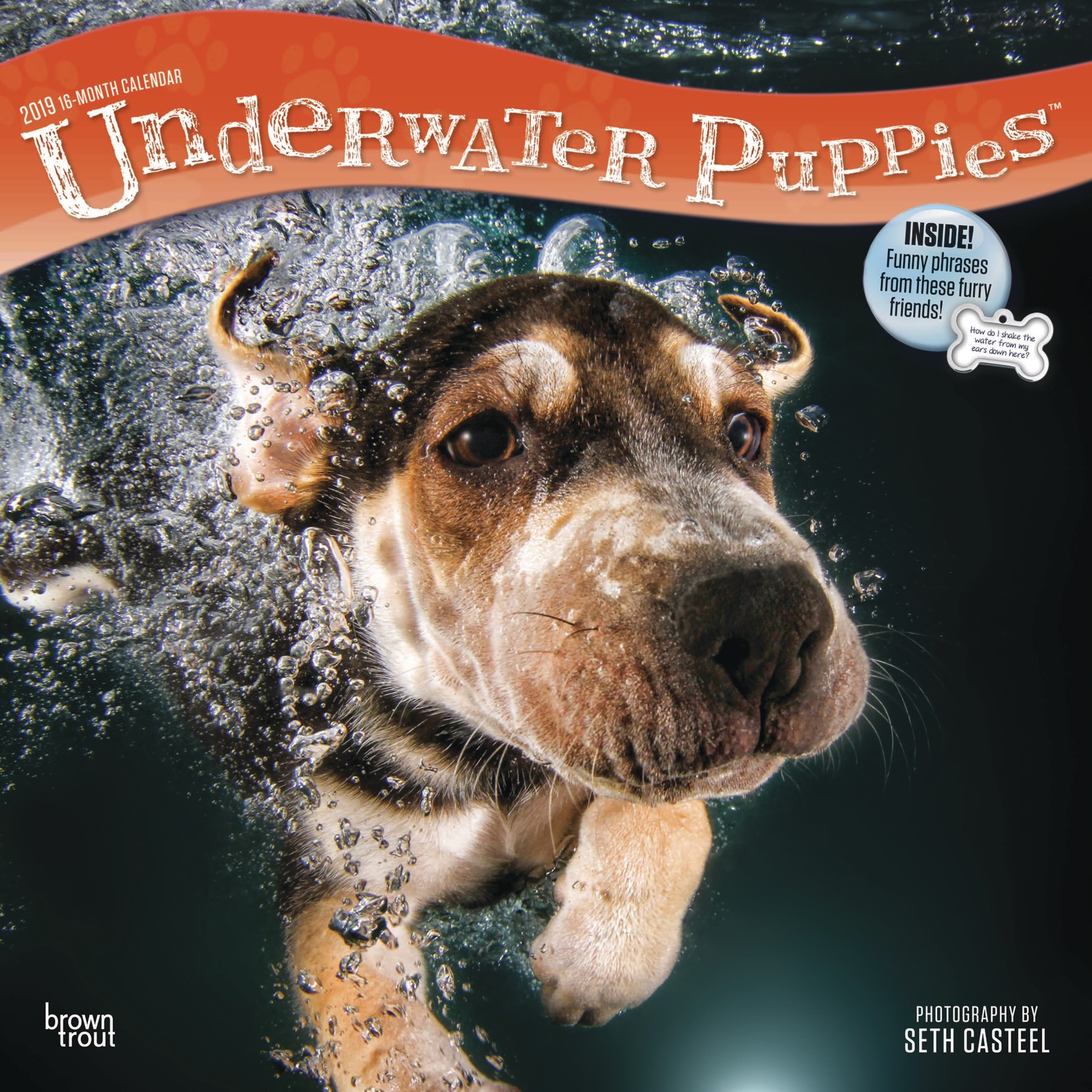 Underwater Puppies 2019 Square Wall Calendar by Inc Browntrout Publishers image