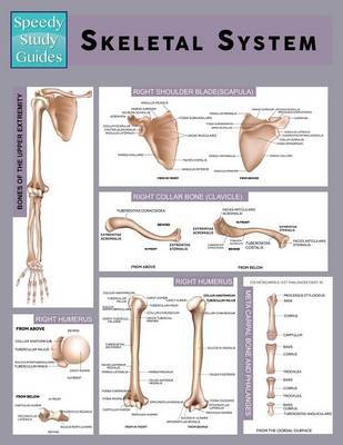 Skeletal System Speedy Study Guide Speedy Publishing Llc - 