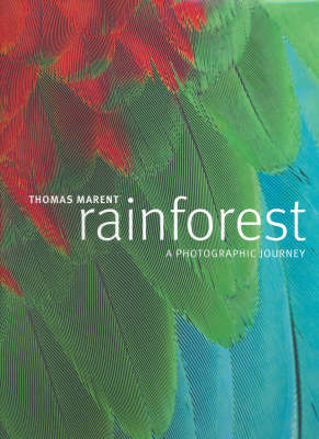 Rainforest image