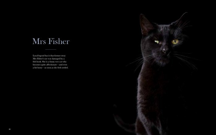 The New Zealand Cat by Rachael Hale McKenna image
