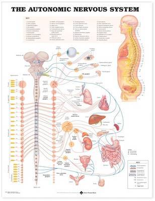 The Autonomic Nervous System Anatomical Chart image