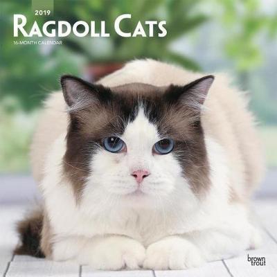 Ragdoll Cats 2019 Square Wall Calendar by Inc Browntrout Publishers image